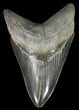 Serrated, Megalodon Tooth - Glossy, Dark Enamel #70044-1